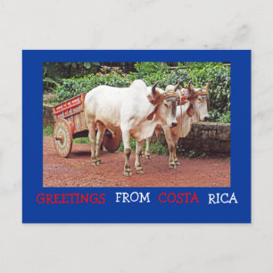 Hälsning från Costa Rica-vykort (oxen&oxcart) Vykort