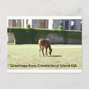 Hälsning från Cumberland Island GA Vykort
