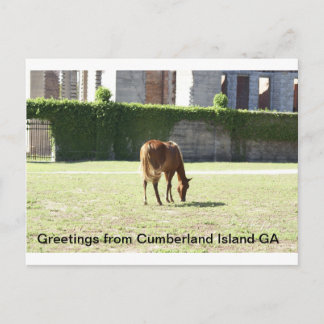 Hälsning från Cumberland Island GA Vykort