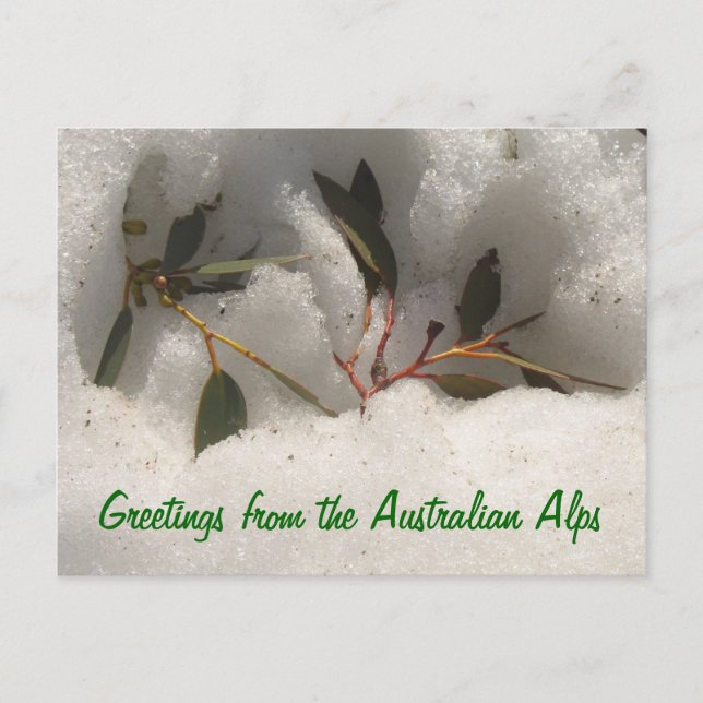 Hälsning från de australiska Alpernorna Vykort (Framsida)