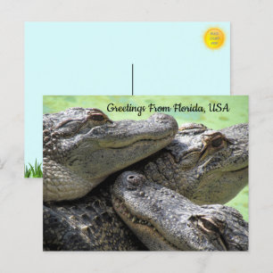 Hälsning från Florida Alligator Vykort