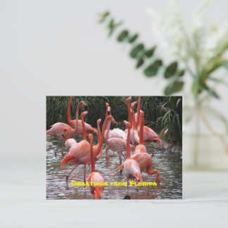 "Hälsning från Florida" flamingos vykort