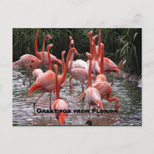 "Hälsning från Florida", flamingos vykort (Framsida)