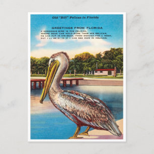 Hälsning från Florida, gamle Bill Pelican Florida Vykort