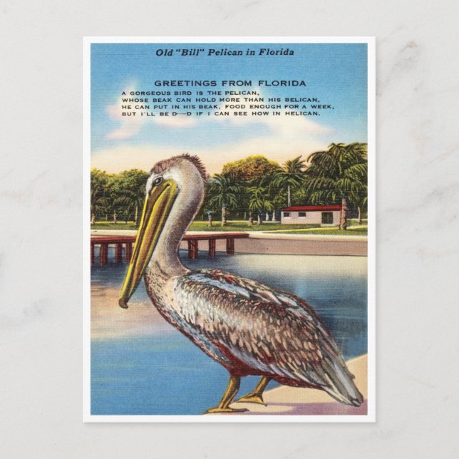 Hälsning från Florida, gamle Bill Pelican Florida Vykort (Framsida)