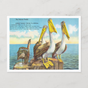 Hälsning från Florida, Pelican Family Travel Vykort