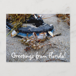 Hälsning från Florida Postcard Vykort