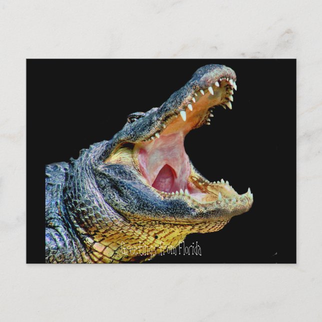 Hälsning från Florida Vykort (Framsida)