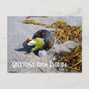 Hälsning från Florida Vykort