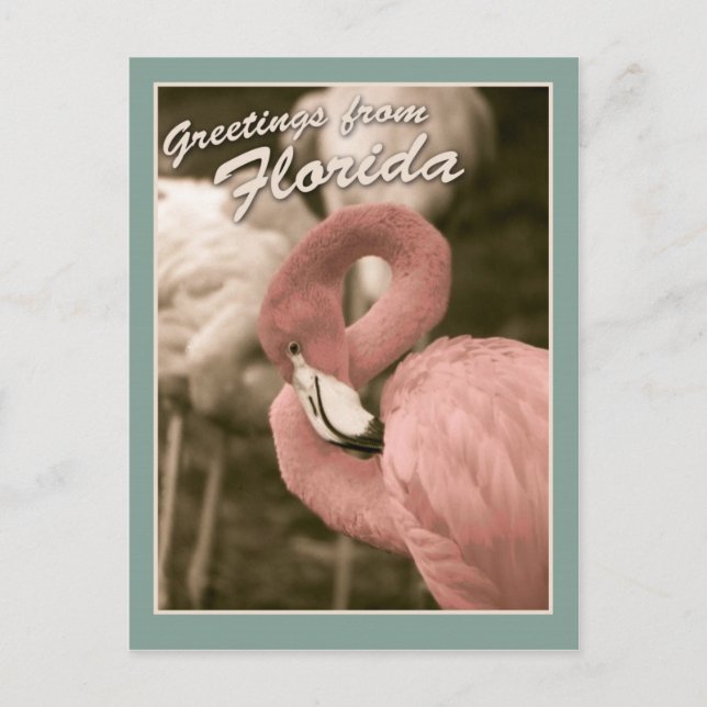 Hälsning från Florida Vykort (Framsida)