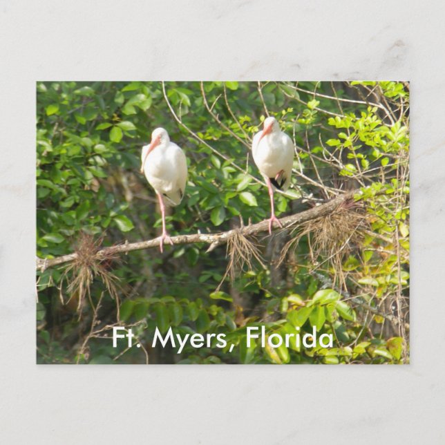 Hälsning från Florida! Vykort (Framsida)