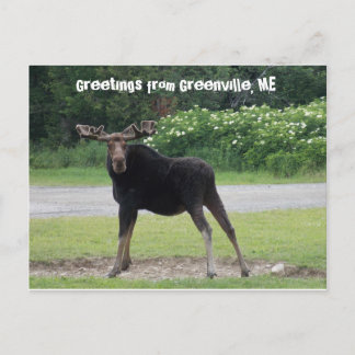 Hälsning från Greenville 1 Vykort