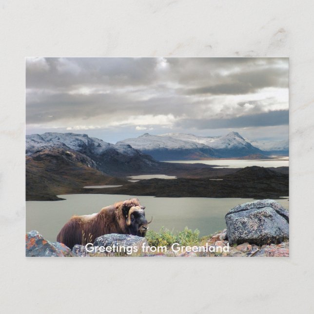 Hälsning från Grönland 13 Vykort (Framsida)