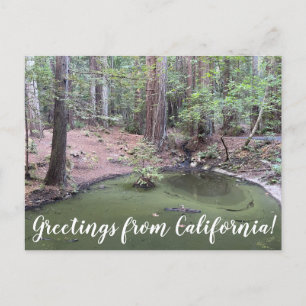 Hälsning från Kalifornien: Redwood Forest Bathe Vykort