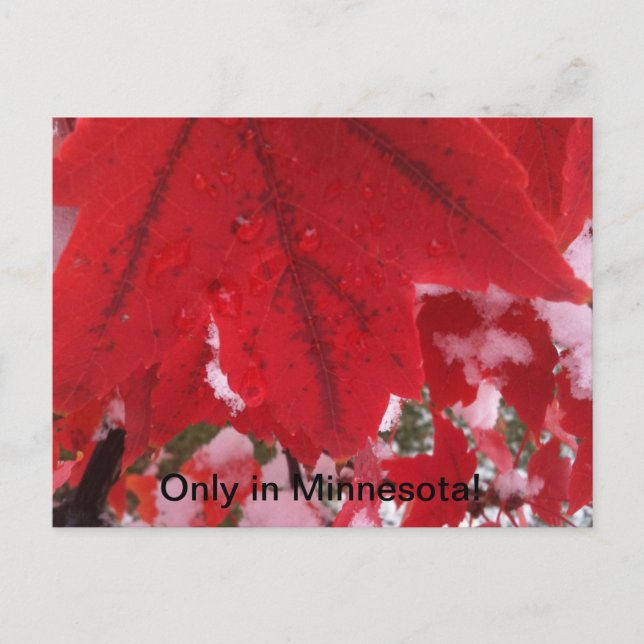 Hälsning från Minnesota Vykort (Framsida)