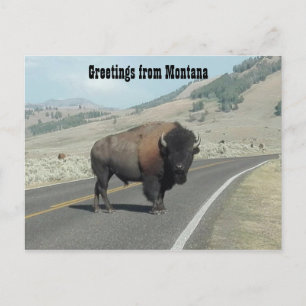 Hälsning från Montana Vykort