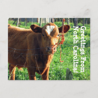 Hälsning från North Carolina! Vykort