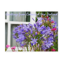 Hälsning från Nya Zeeland