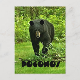 Hälsning från Poconos Backyard Black Bear Vykort