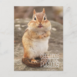 Hälsning från Poconos Chipmunk-vykort Vykort