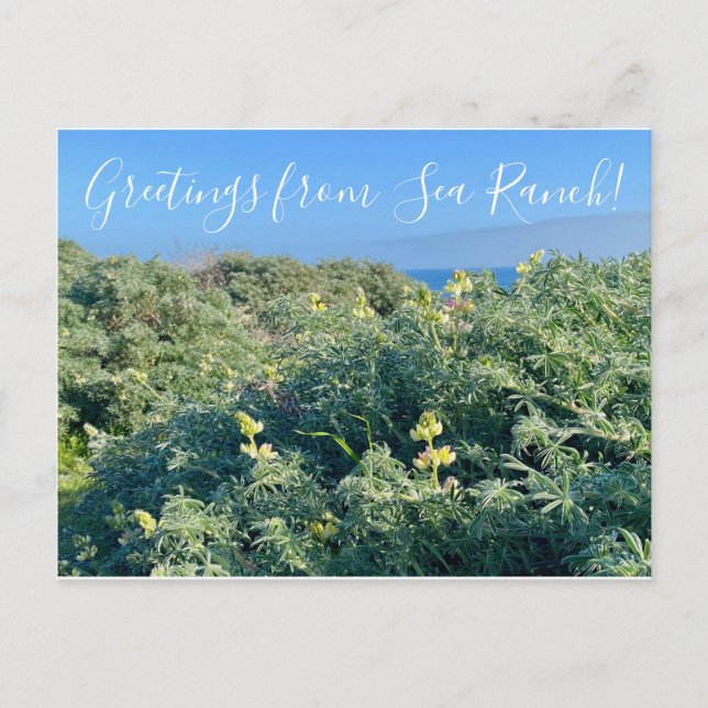Hälsning från Sea Ranch! Vykort (Framsida)