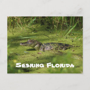 Hälsning från Sesna Florida Vykort