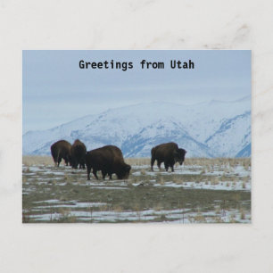 Hälsning från Utah - American Bison Vykort