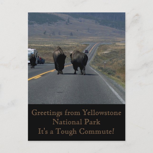 Hälsning från Yellowstone National Park Postcard Vykort (Framsida)