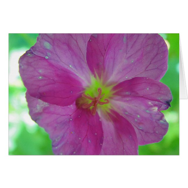 Hälsning karta rosa-gult-spelblomma in blankt hälsningskort (Framsidan Horizontal)