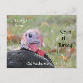 Hälsning Kevin the Turkey - Old Wethersfield , CT Vykort