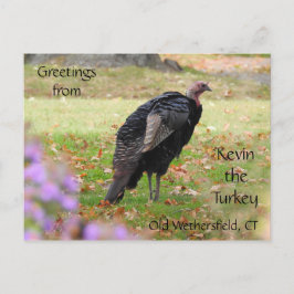 Hälsning Kevin the Turkey - Old Wethersfield , CT Vykort
