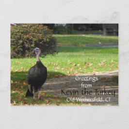 Hälsning Kevin the Turkey - Old Wethersfield , CT Vykort