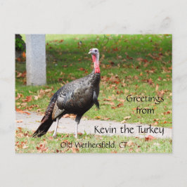 Hälsning Kevin the Turkey - Old Wethersfield , CT Vykort