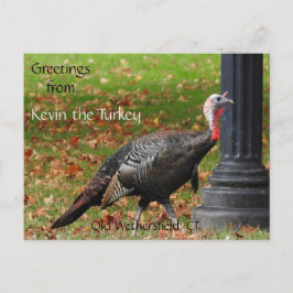 Hälsning Kevin the Turkey - Old Wethersfield , CT Vykort