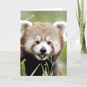 Hälsning-kort Fotoröd panda, djur 0290. Kort