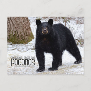 Hälsning! Pennsylvania Black Bear på vintern Vykort