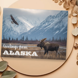 Hälsningar från Alaska Älg och Havsörn Vykort