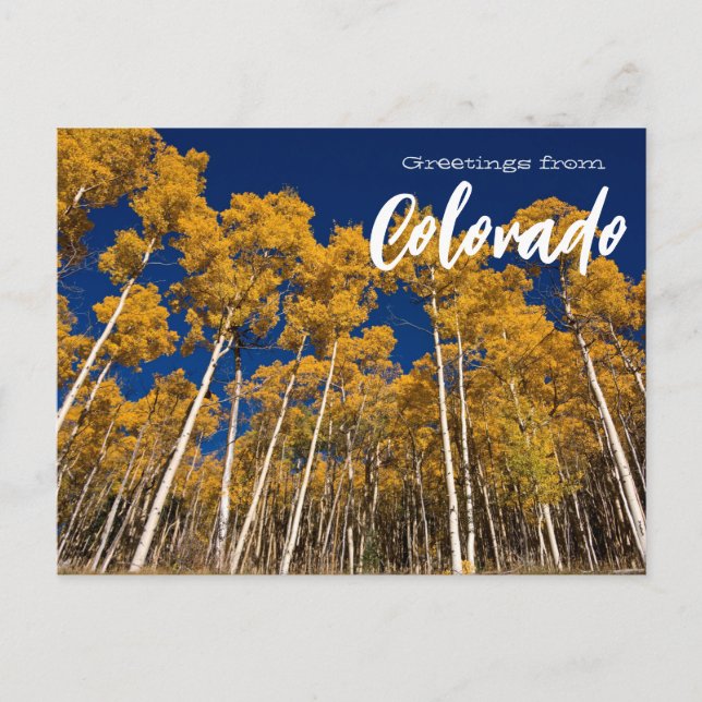 Hälsningar från Colorado Apen Trees vykort   (Framsida)