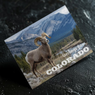 Hälsningar från Colorado Tjockhornsfår Vykort