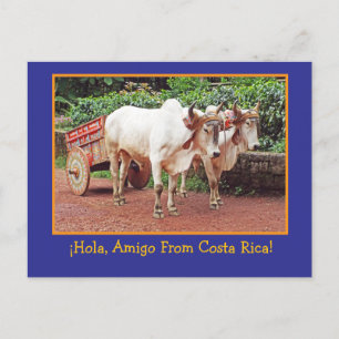 Hälsningar från Costa Rica vykort (oxar & oxkärra)