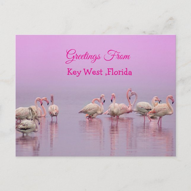 Hälsningar från Key West Florida, Rosa Flamingos Vykort (Framsida)