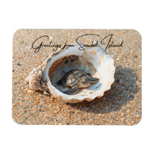 Hälsningar från Sanibel Island Sea Turtle in Shell Magnet