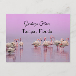 Hälsningar från Tampa, Florida, Flamingo Vykort