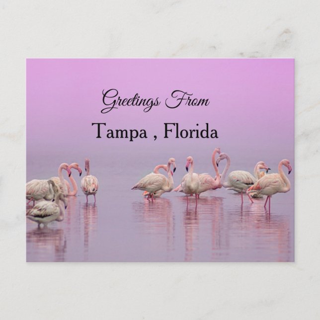Hälsningar från Tampa, Florida, Flamingo Vykort (Framsida)