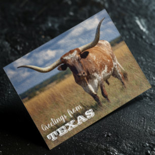 Hälsningar från Texas Longhorn-tjuren Vykort