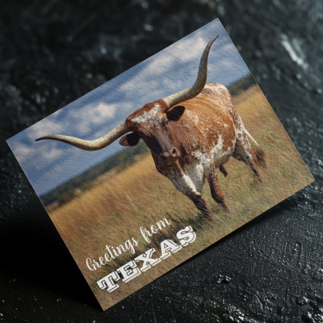 Hälsningar från Texas Longhorn-tjuren Vykort (Skapare uppladdad)