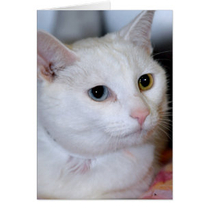 Hälsningen för denVit Shorthair katten/noterar Hälsningskort