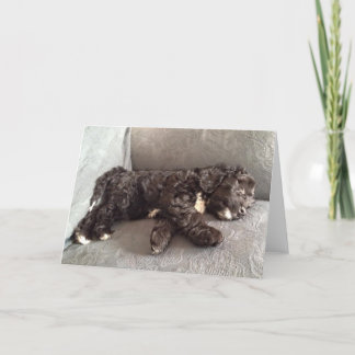 Hälsningkort - Cockapoo valp Kort