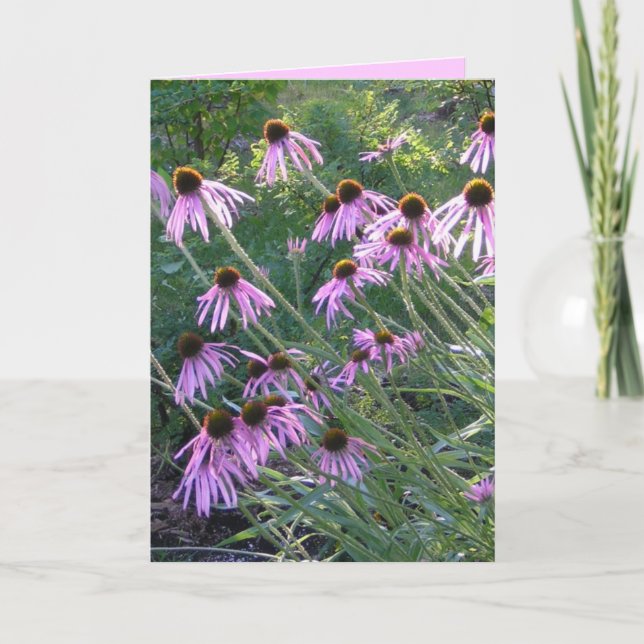 Hälsningkort - Coneflowers Kort (Framsida)