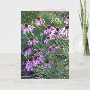 Hälsningkort - Coneflowers Kort